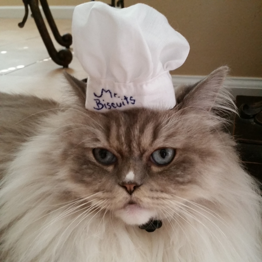 I ❤️ Mr. Biscuits!  <--Go ahead, say it!